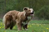 BORDER COLLIE 995